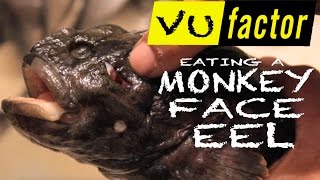 EATING A MONKEY FACE EEL