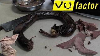 I CANT BELIEVE THEY ATE THIS! VU FACTOR 2