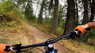 Pine Street Woods - Pinecone
