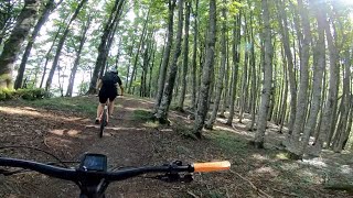 La magia dei boschi delle foreste Casentinesi...