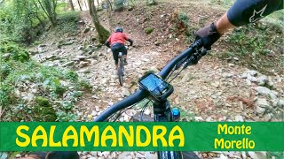 sentiero SALAMANDRA - Monte Morello enduro MTB
