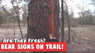 BEAR SCRATCHES TREE ON MTB TRAIL!!