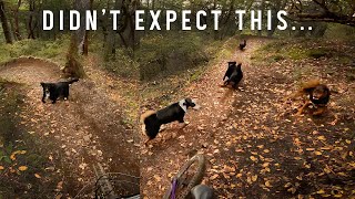 Surprise trail hazard ⚠️