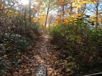 Rothrock Levo 10.19.24