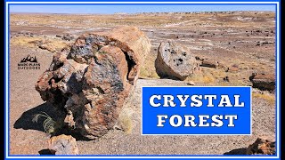 Exploring the Crystal Forest Trail: Petrified...