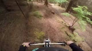 Fungle Single Track