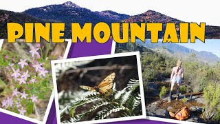Pajero camping and Hike - Rocky Knob Win, Pine...