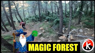 Magic Forest