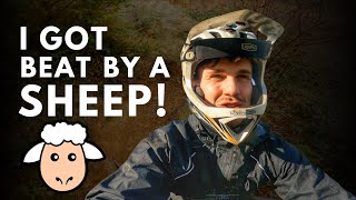 Following a Crazy Sheep Down a MTB Trail!