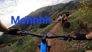 'My' backyard trail   ||  Madeira Island MTB