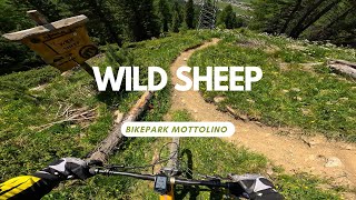 Wild Sheep Enduro Line Level Black Bikepark...