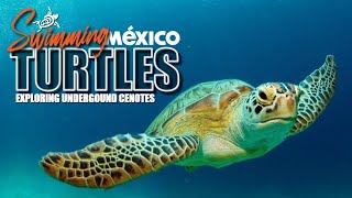 Swimming with Sea Turtles, Exploring an...