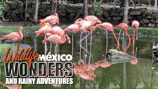 Wildlife Wonders & Rainy Adventures at a...