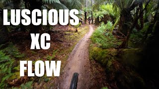 Blue Tier Forest and Atlas MTB - Endless...