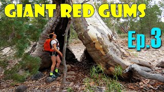 Ep.3 Road Trip to South Australia: Mambray...