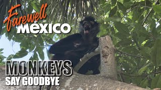 Farewell Mexico: Monkeys Say Goodbye as We...