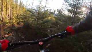 Pabst Blue Ribbon Woodlot Jan 2025