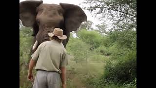 Elephants travel in groups because of this man
