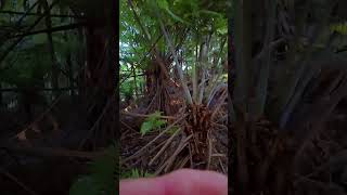Impressions from Mt Lowry and Ratapork trail,...
