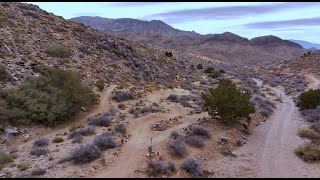 Revenant Trails 4K, Time Warp, Quick Draw,...