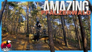 Pfälzerwald - In PERFECT winter conditions //...