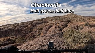 White Cliffs - Chuckwalla (Kingman, AZ)