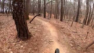 Tulip Poplar and Skills Park, Lake Raleigh...