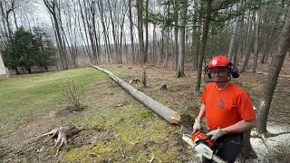Cutting Aspen Trees At Our Home On Sand Ridge...