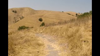 Mountain Biking Tree Frog Downhill singletrack...