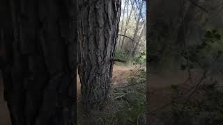 Adrenalina en la Bitelchus 2
