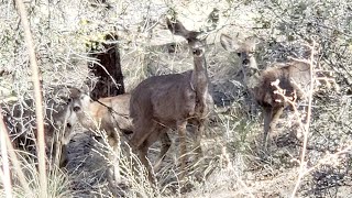 Bean Peaks - Moms and Young Deer along Limey...