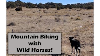 Adventure with Wild Horses! Mountain Biking...