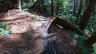 Pest Control @ Whakarewarewa Forest. Rotorua