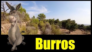 Burros