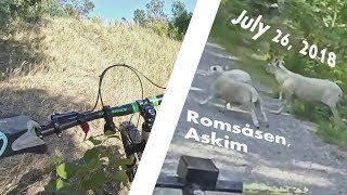 July 26, 2018: Romsåsen - I found Escaped Sheep