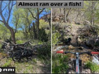 Almost ran over a fish in Pole Creek! |...