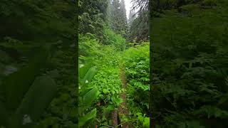 Red Mountain, Penny BC. June 29th, 2025 #mtblife