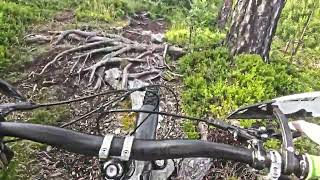 5 June 2024 Fallen tree