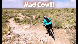 This is Mad Cow