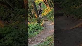 Nel silenzio del bosco, ogni passaggio diventa...
