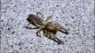 Night Crawlers of the Desert
