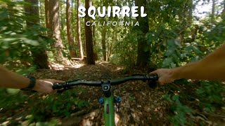 Squirrel / California / MTB