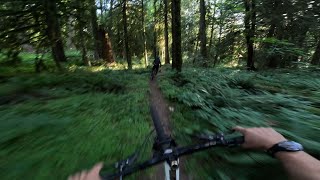 Gorilla trail