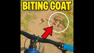 Biting Goat  The Snake That Tried to Crash My...