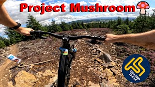 Project Mushroom - Brand New Trail - Tarland...