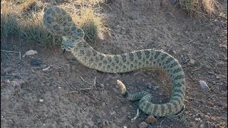 Prairie Rattlesnake In The Trail