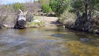 Ford of Middle Fork Tuolumne River near Camp...