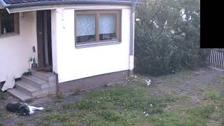 Flocke waking up and chasing a cat - CCTV