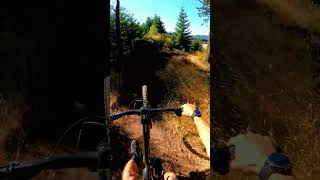 Bumblebee - Duncan, BC - MTB Trail...