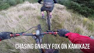 Cademuir - Kamikaze following Gnarly Fox
